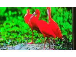 شاشه lg oled cs3 55 inch للبيع