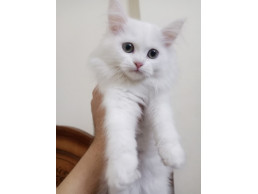 قطة شيرازي بيور للبيع