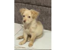 كلب لولو جريفون الماني عمر 4 اشهرللبيع