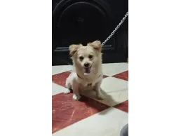 كلب ذكر جريفون عمر سنة للبيع