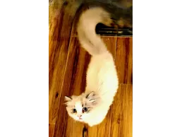 قط ذكر للبيع