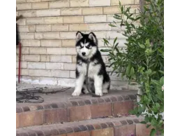 جراوي هاسكي عمر ٤٠ يوم للبيع