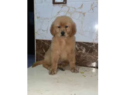 كلاب جولدن صيني الاب مستورد