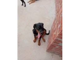 كلبه رود عمر6 شهور للبيع