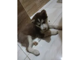 جرو هاسكي عمر 65 يوم للبيع