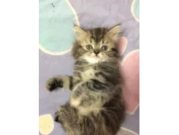 قطه شيرازي عمر 54 يوم