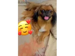 كلب بيكنواه عمر سنه للبيع