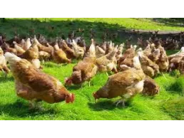 مطلوب شخص لتربية دواجن شرط يكون أمين لا يهم الخبره