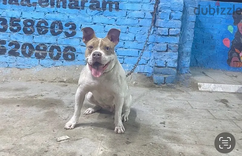 بيتبول بولي