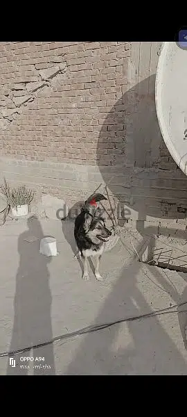 كلب جيرمن شيبر اقل من سنه